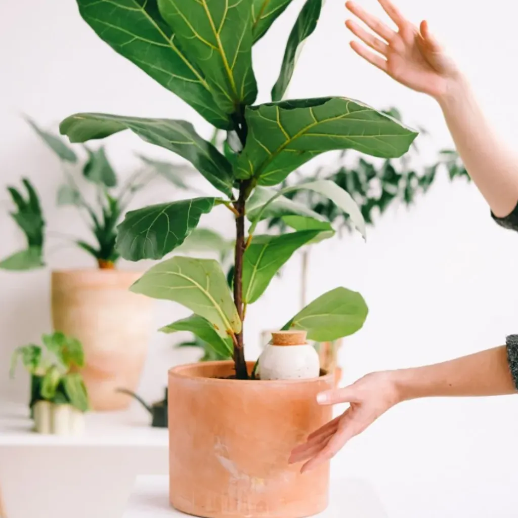 Fabrique de Styles Diffuseur d'eau en argile graine 25cl - Olla* Accessoires