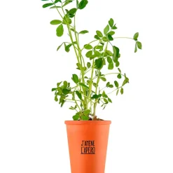 Fabrique de Styles Kit message j'amène l'apéro - cacahuètes* Prêt À Pousser