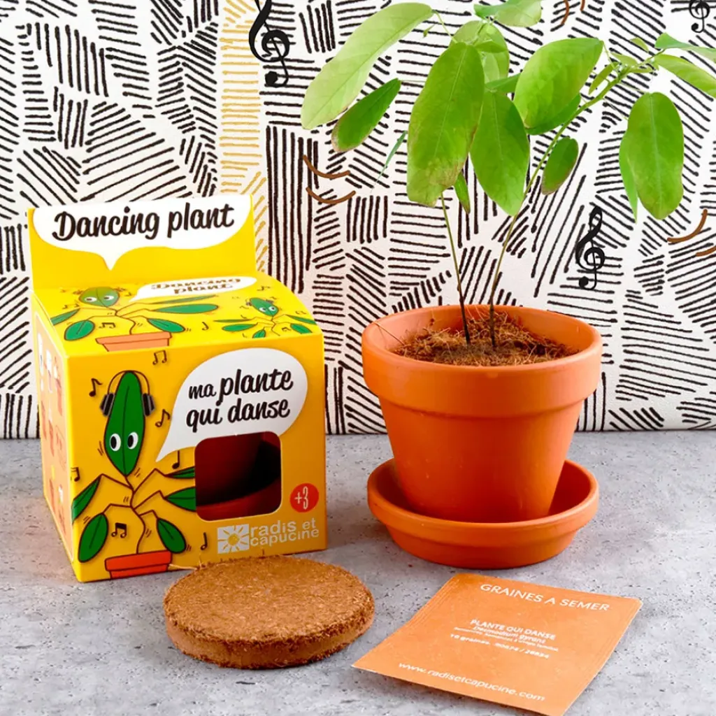 Fabrique de Styles Pot d8cm avec coupelle plante qui danse* Prêt À Pousser